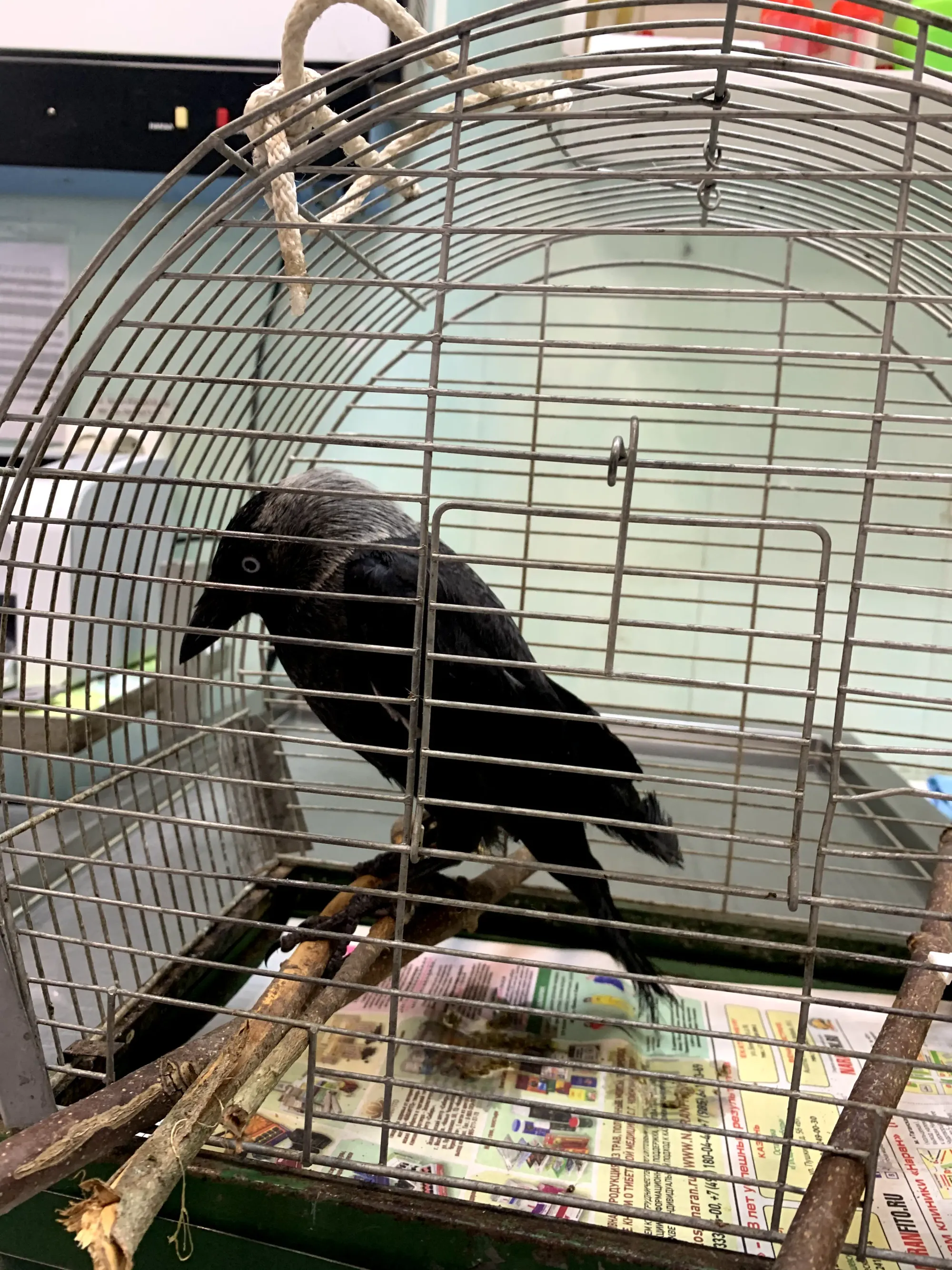 Parrot patient at exotic animal clinic