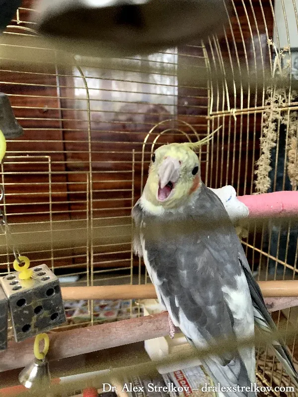 Cockatiel with beak open wide and neck extended — a bird displaying classic signs of regurgitation or vomiting, with moisture visible around the beak area