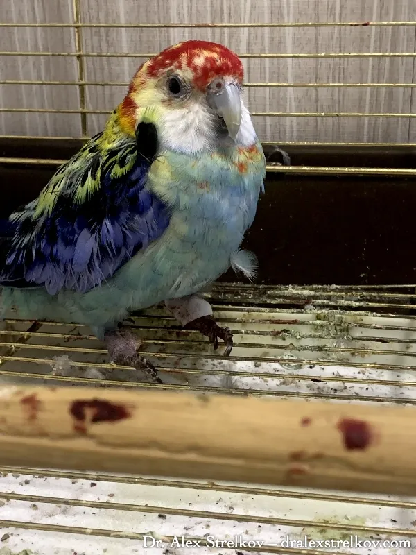 Parrot displaying vomiting symptoms — shaking head, visibly lethargic posture with fluffed feathers, chaotically sprayed material on head feathers indicating pathological vomiting rather than normal regurgitation