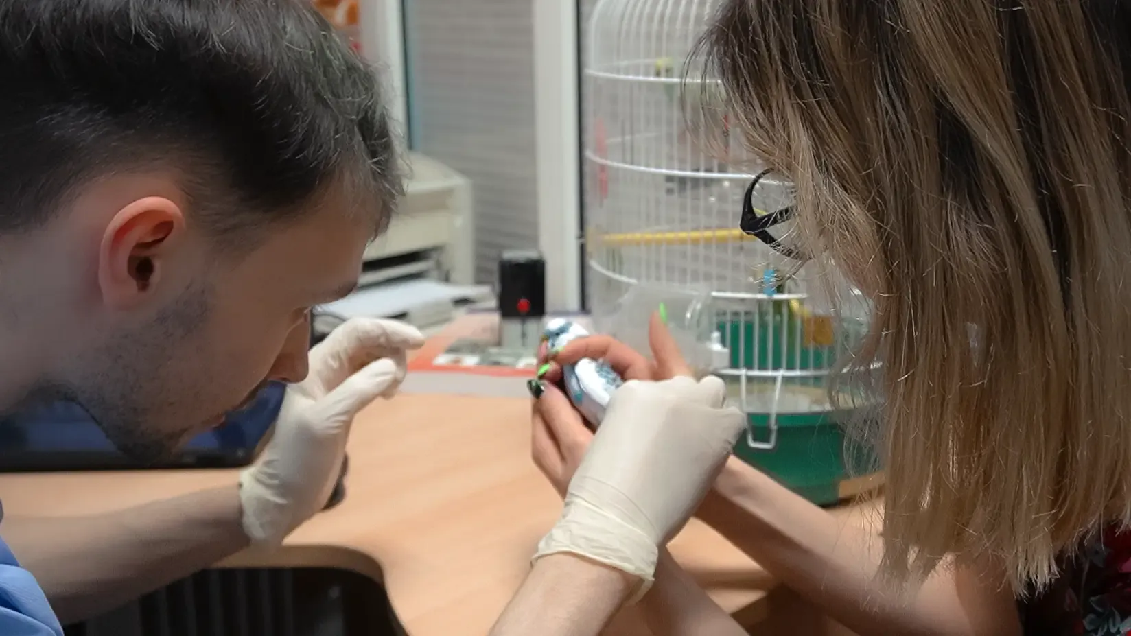 Dr. Alex Strelkov performing a hands-on examination of a bird patient — avian online consultation