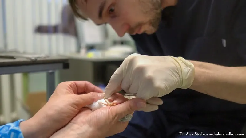 Dr. Alex Strelkov examining a small bird in gloved hands during a clinical consultation — an experienced avian veterinarian conducting a hands-on assessment of a parrot patient