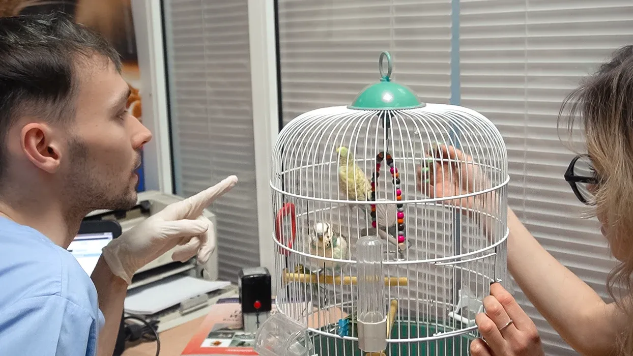 Dr. Alex Strelkov consulting with a pet owner about their bird
