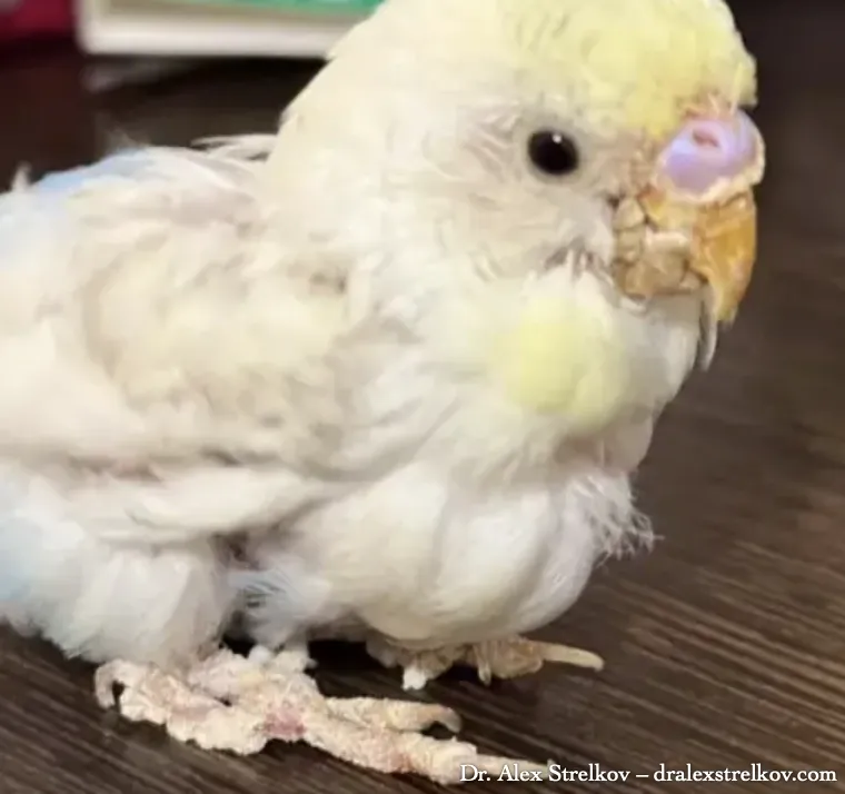 Budgerigar with knemidocoptic mange showing characteristic honeycomb beak and cere deformation caused by Knemidocoptes mites
