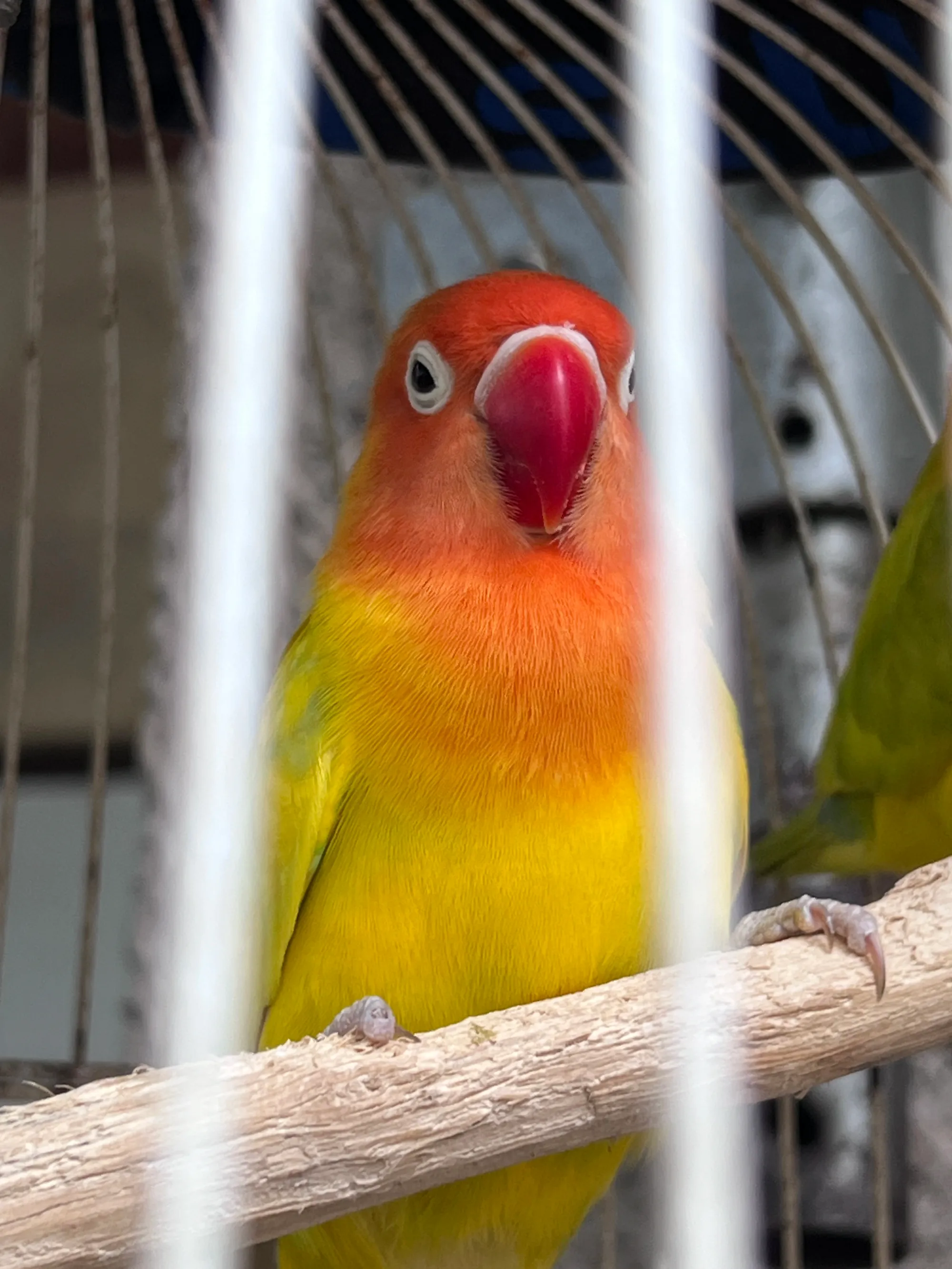 Lovebird with correctly formed beak and bright, glossy plumage — the result of proper nutrition and housing