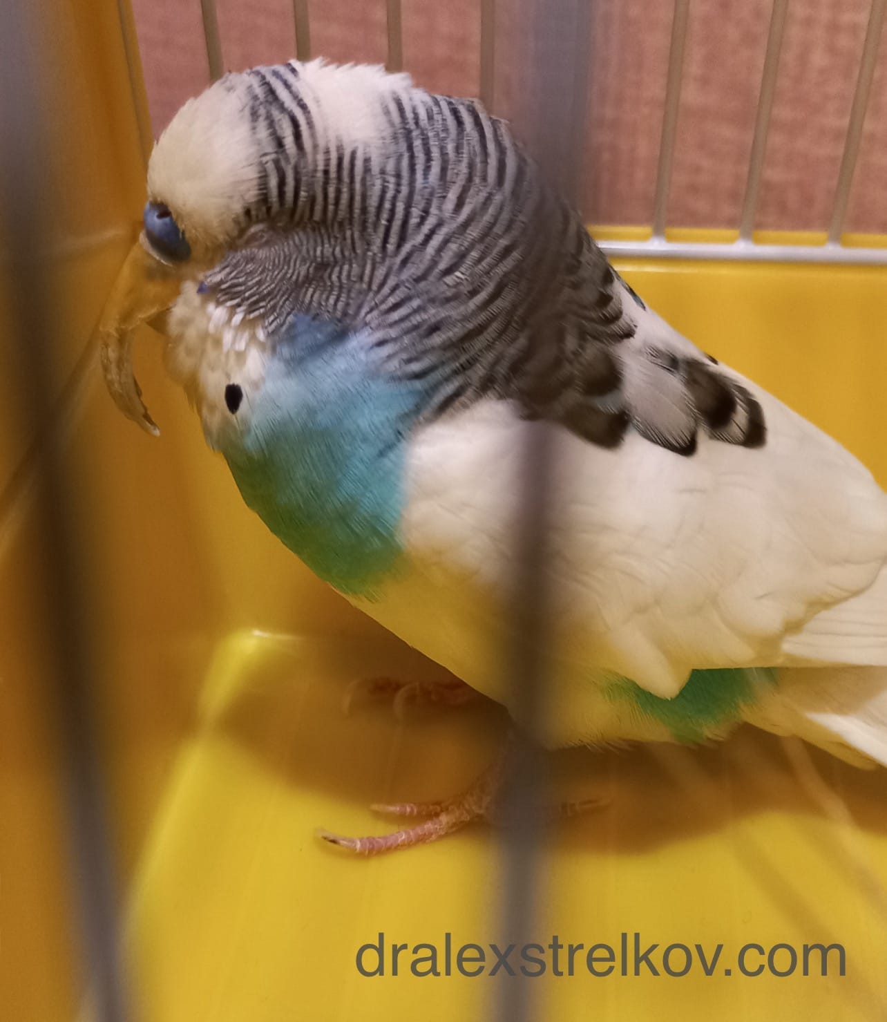 Budgerigar with severely overgrown beak due to improper diet and lack of wear surfaces — life-threatening condition preventing normal feeding