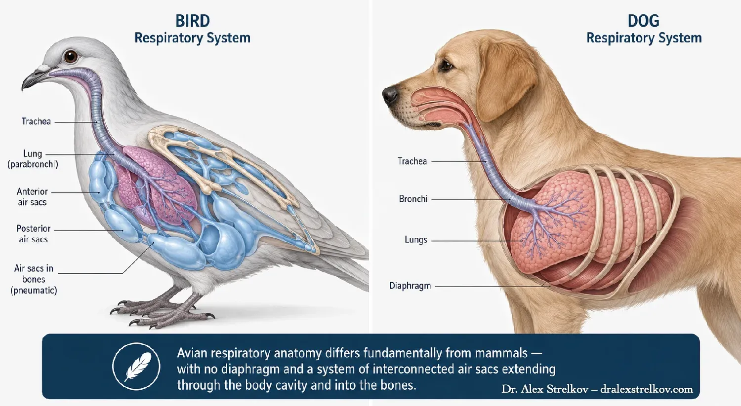 Comparative anatomy diagram — bird respiratory system (left) vs. dog respiratory system (right). 