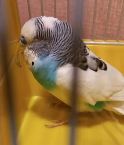 Exotic bird patient during examination — avian veterinary consultation