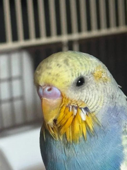 Budgerigar patient recovering after treatment at Dr. Strelkov's avian clinic
