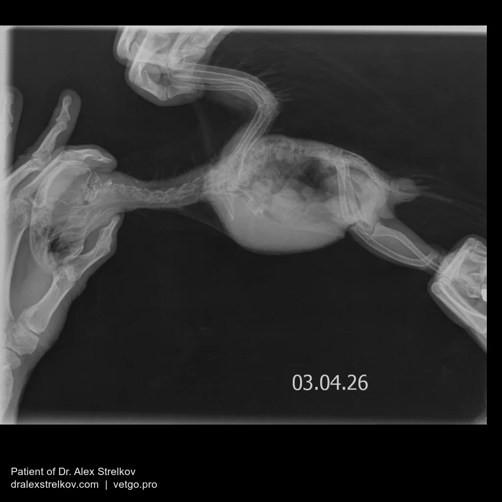 Lateral side X-ray of an African Grey parrot with legs extended, taken to bring the deformed left leg and hip into profile.