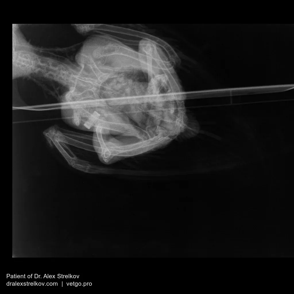 Close-up X-ray of an African Grey parrot's left hip showing a chronic, remodeled dislocation with reshaped, thickened bone and no fresh fracture.