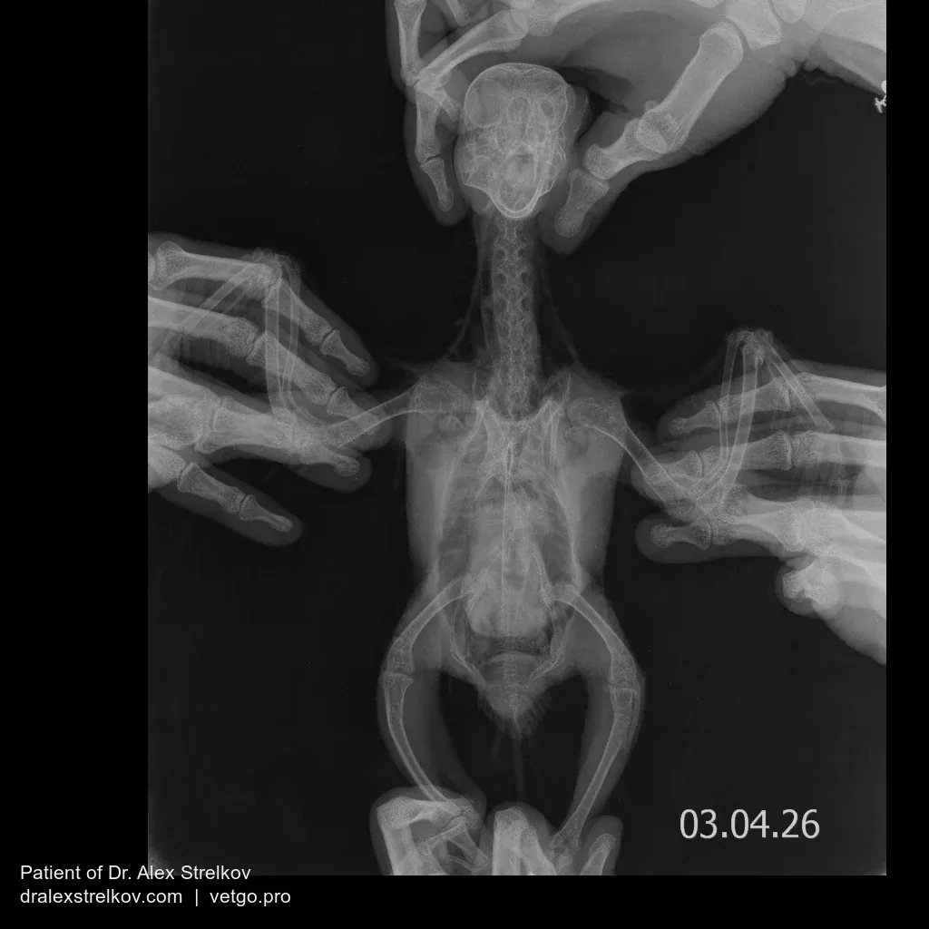Ventrodorsal X-ray of an African Grey parrot lying on her back, whole body with pelvis and both legs extended, showing asymmetry of the left hip joint.