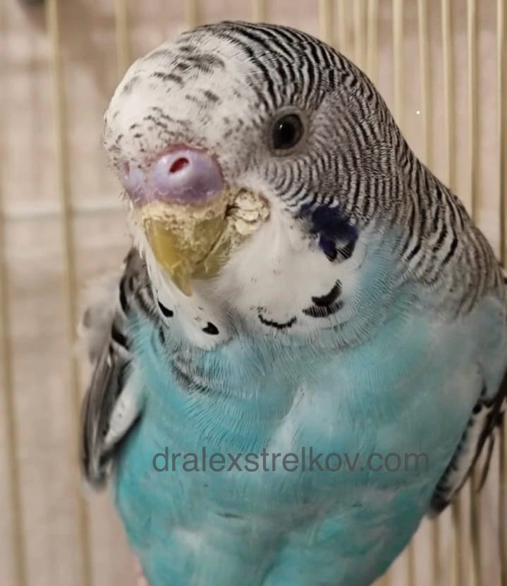 Parrot Beak Delamination: A Complete Guide to Causes and Treatment