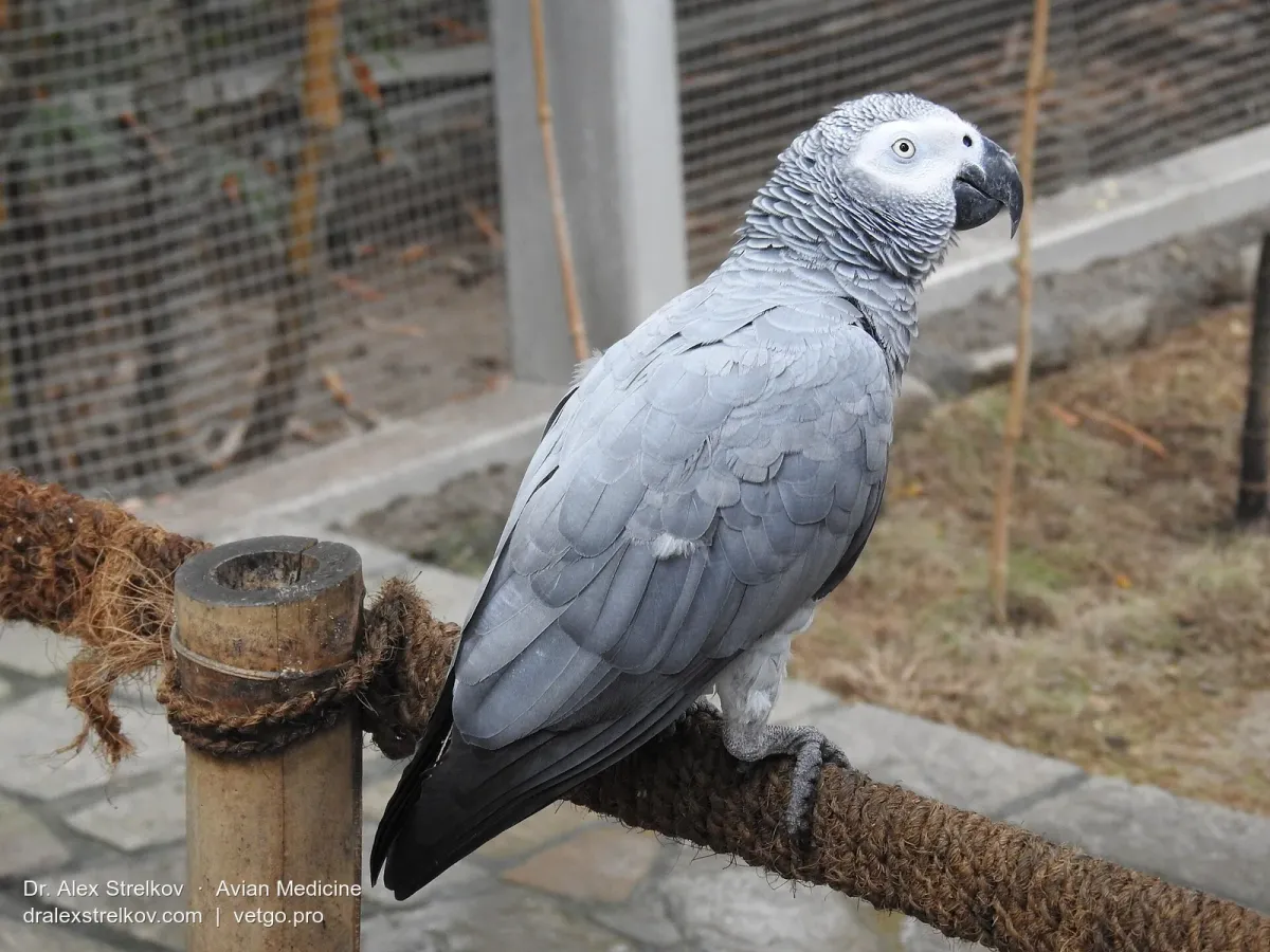 She Limped for 24 Years: An African Grey's Crooked Leg, Solved by X-Ray