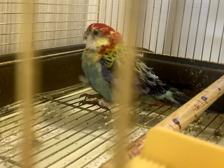 Eastern Rosella with severe feather loss sitting on cage bars — sick parrot with bare skin patches visible on chest and wing