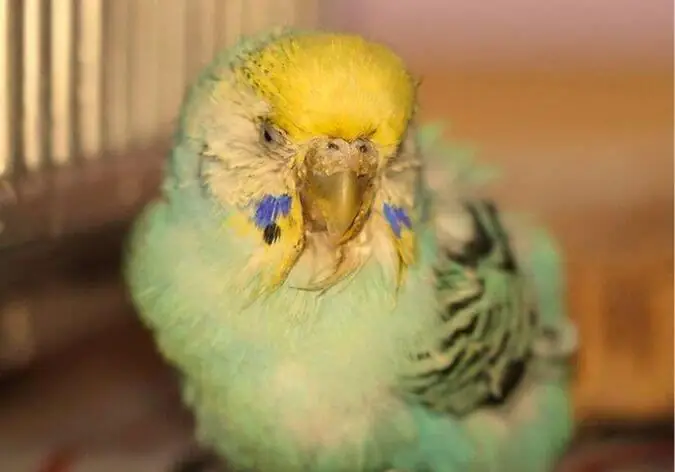 Parrot showing vomiting symptoms — head and neck feathers soiled with regurgitated material, droplets visible around the beak area, a characteristic sign of serious digestive problems