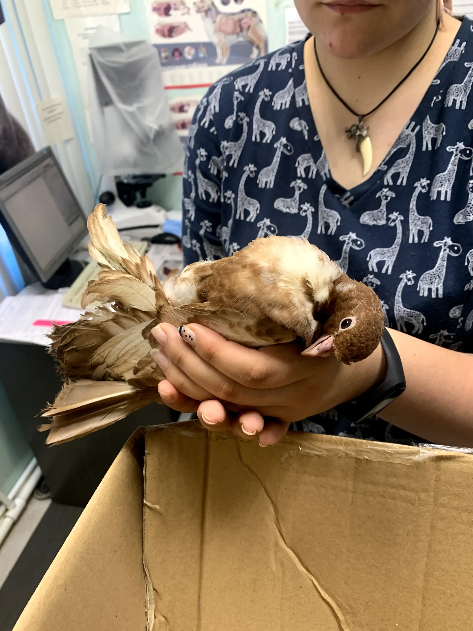 Parrot examination by avian vet Dr. Strelkov