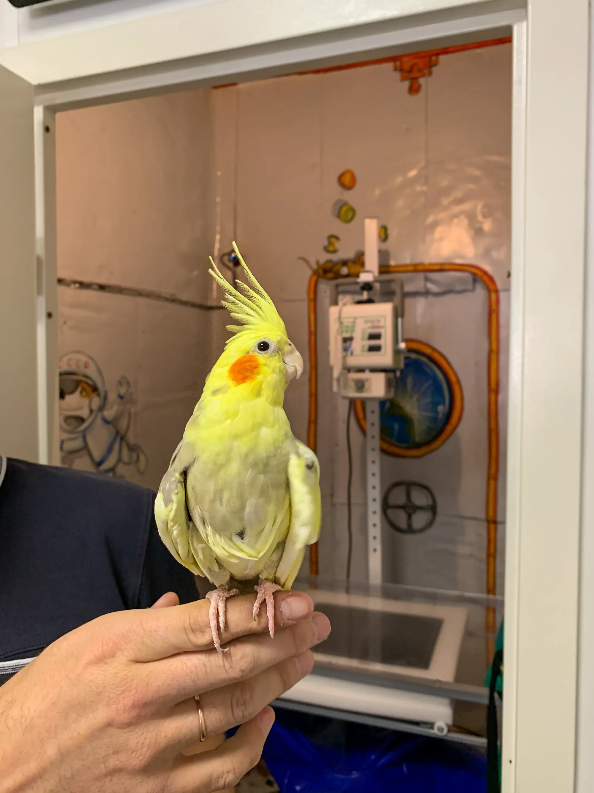 Dr. Strelkov with bird — clinical assessment
