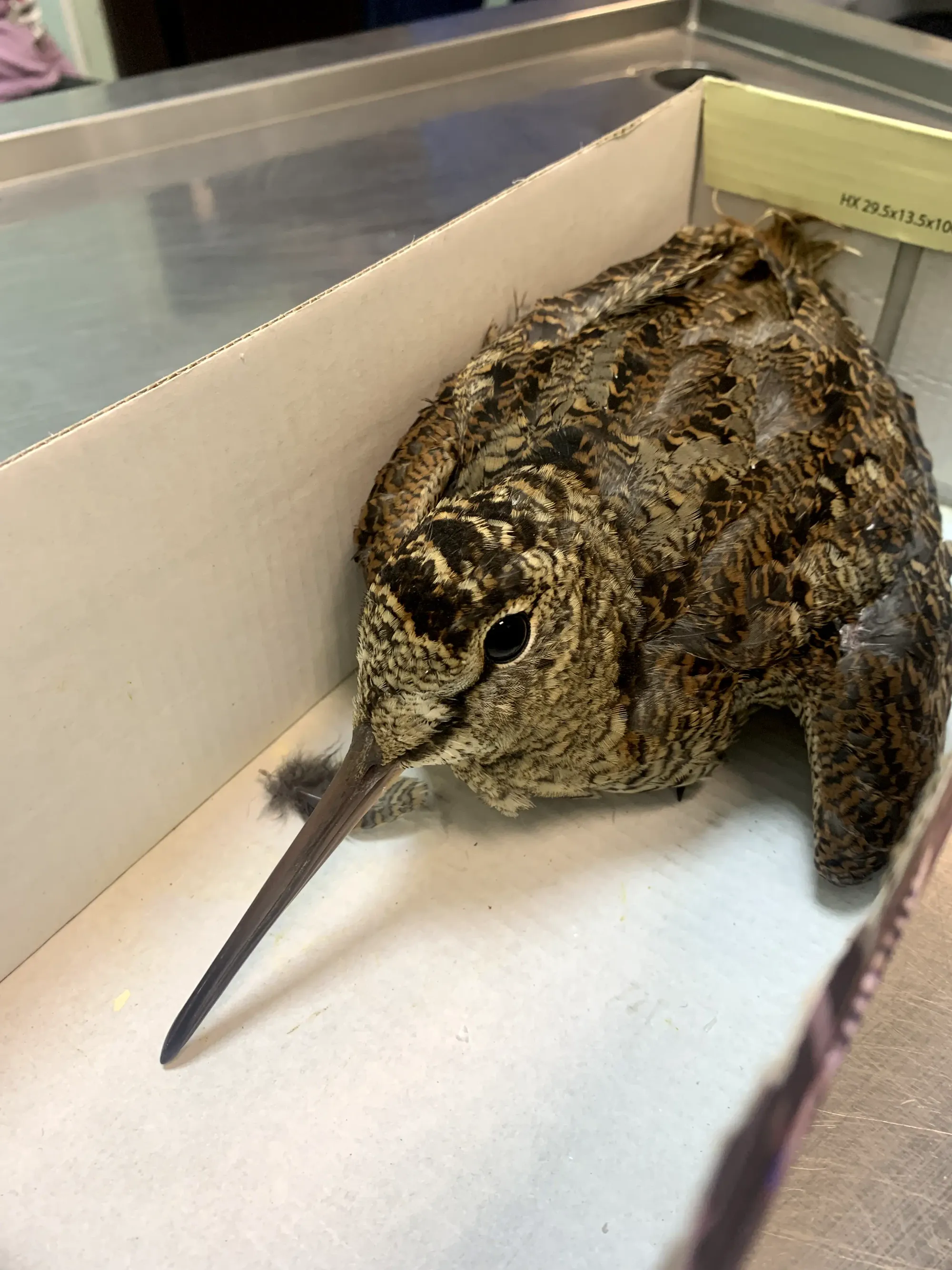 Exotic bird patient receiving veterinary care