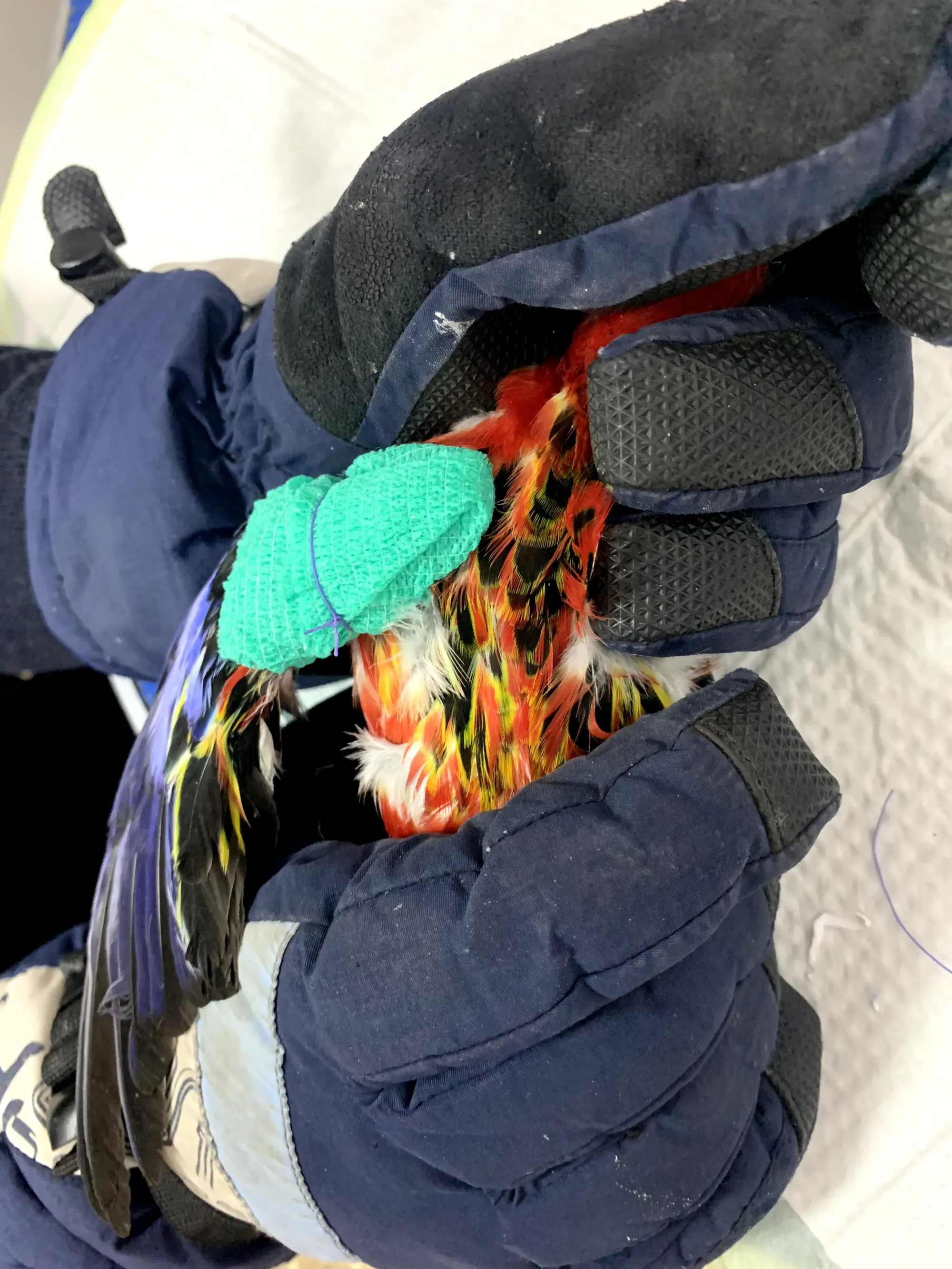 Parrot under veterinary care — Dr. Alex Strelkov