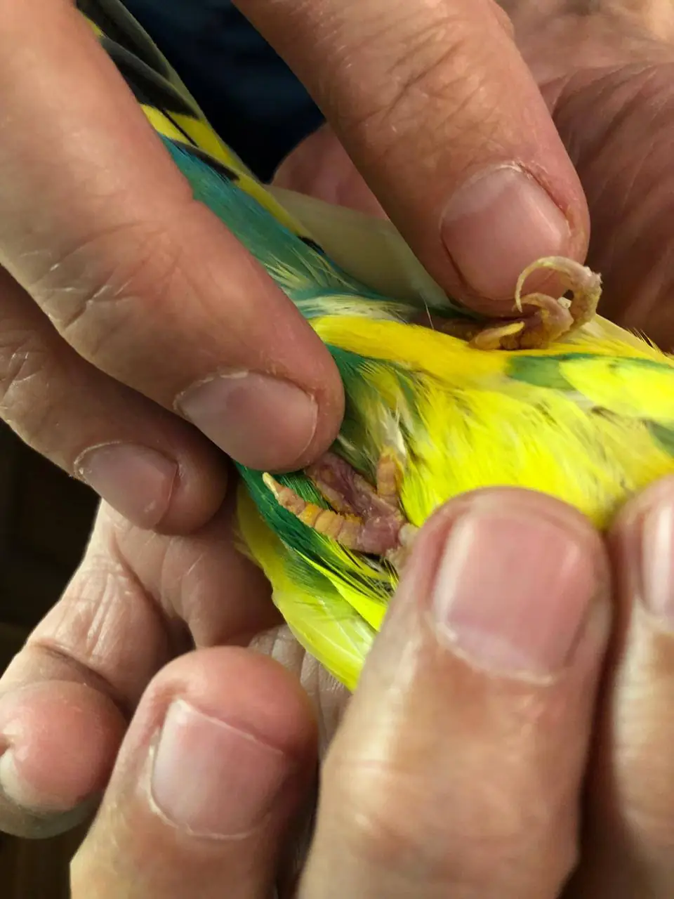 Bird patient at veterinary reception