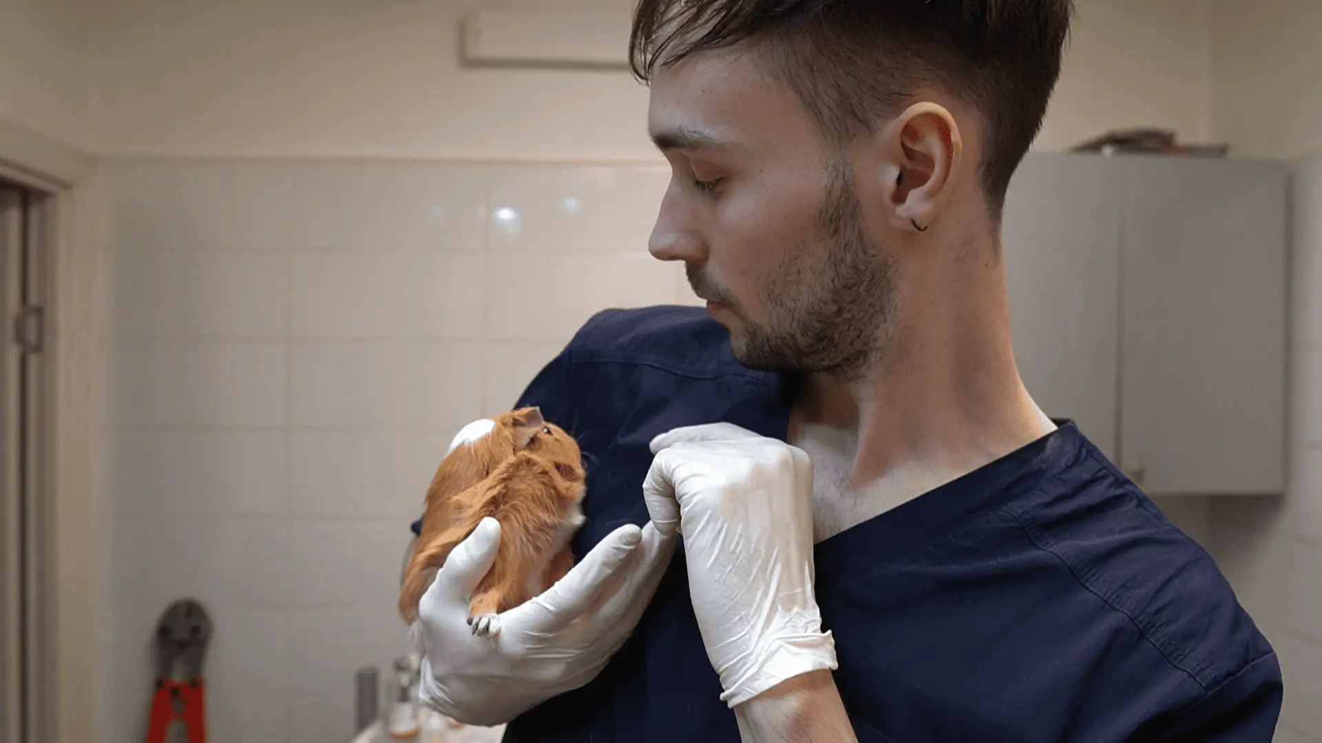 Small mammal exotic vet consultation