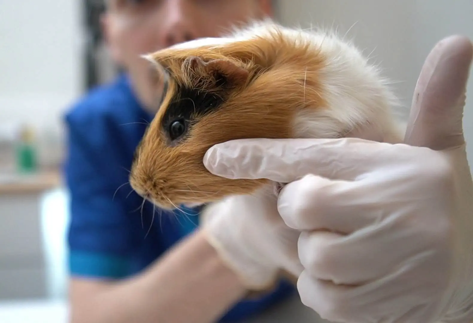 Exotic small mammal examination
