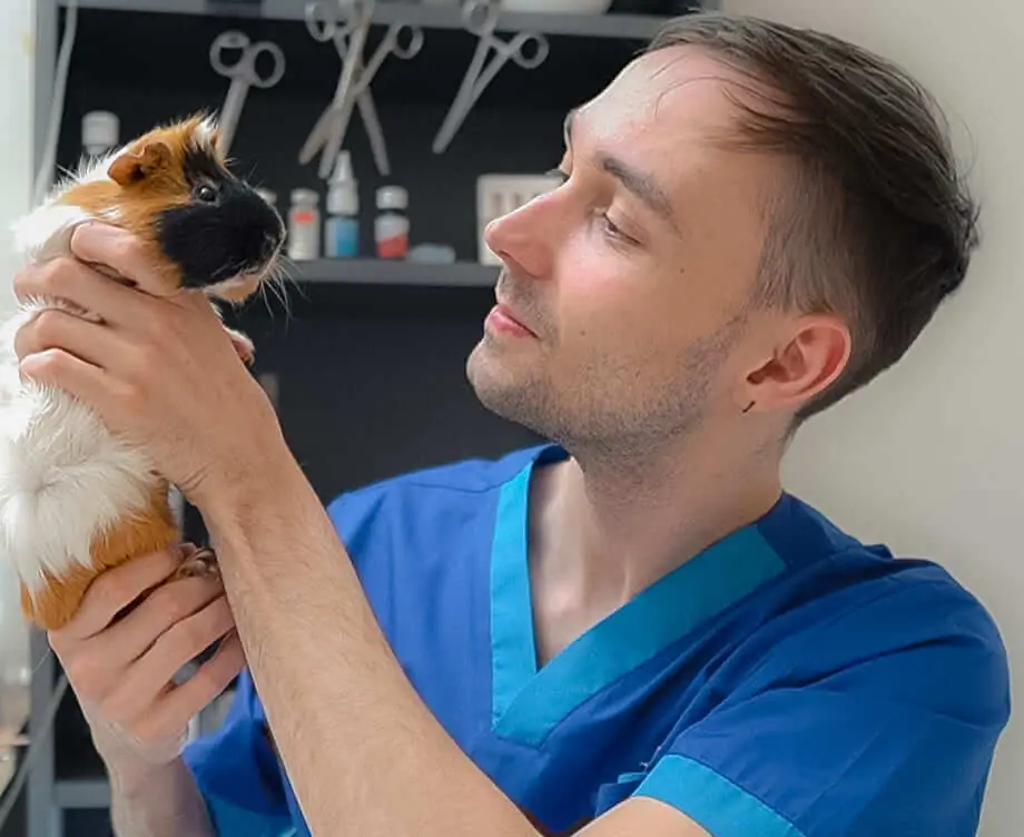 Dr. Strelkov at rodent veterinary consultation