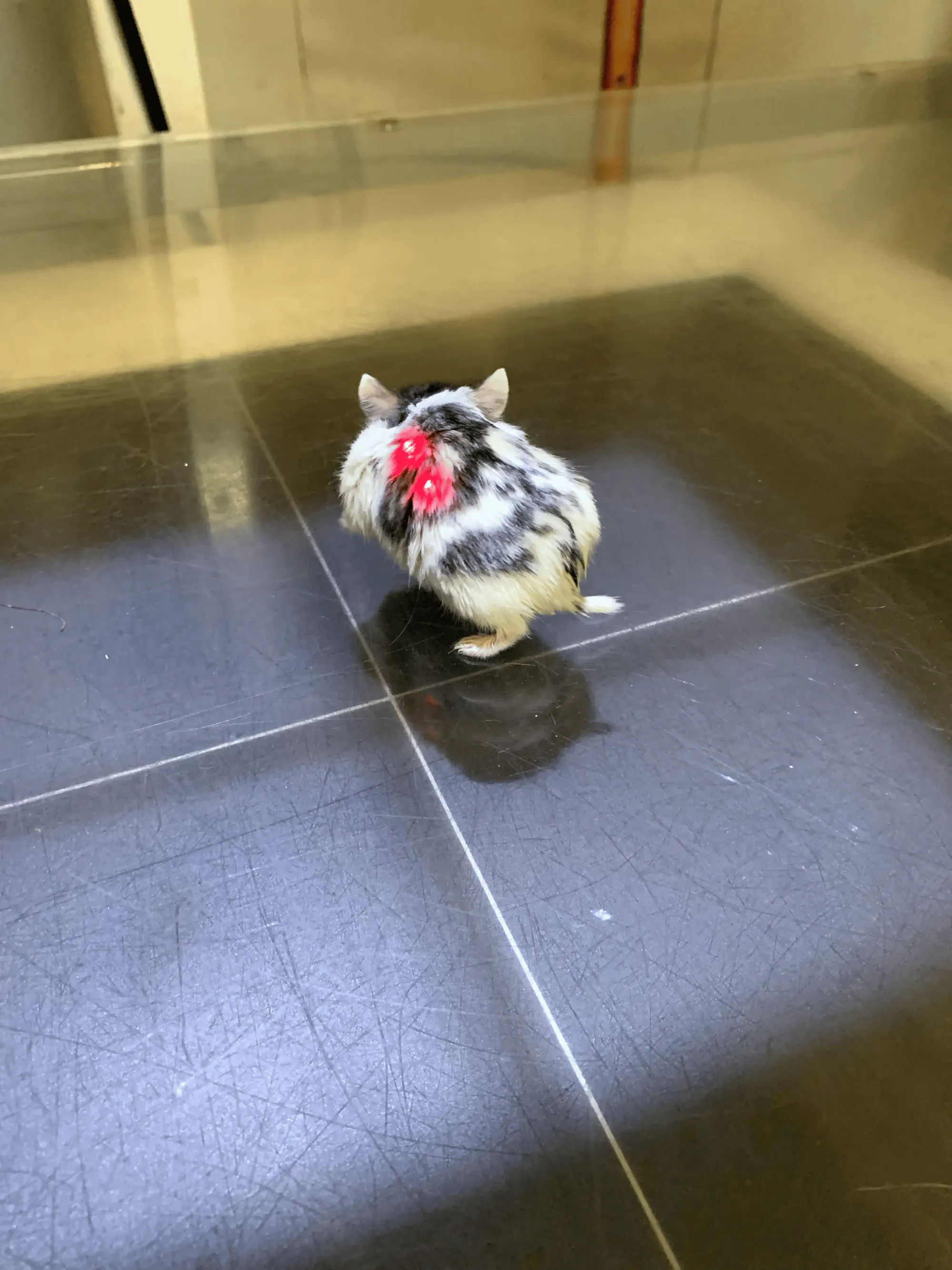 Dr. Strelkov with rodent at specialist clinic