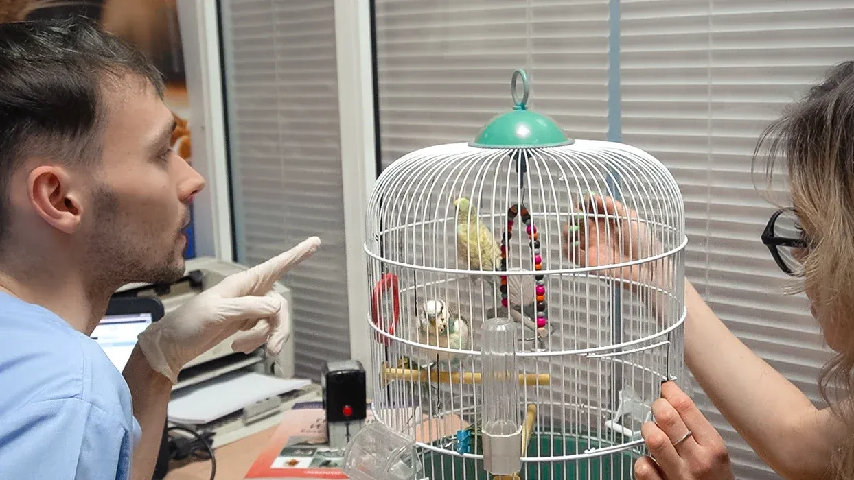 Dr. Alex Strelkov consulting with a bird owner beside a budgerigar cage