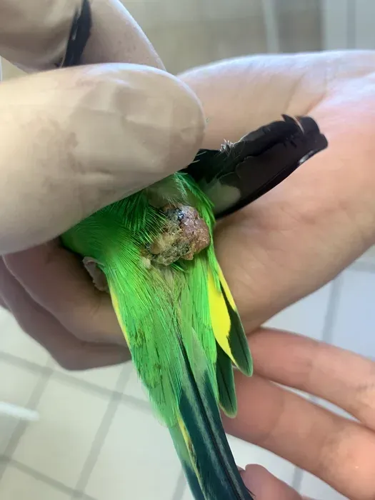Dr. Strelkov examining a conure