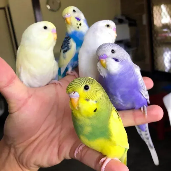 Budgerigars during examination