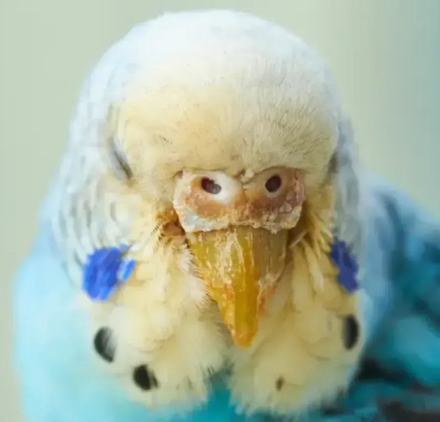 Budgerigar with beak crusting