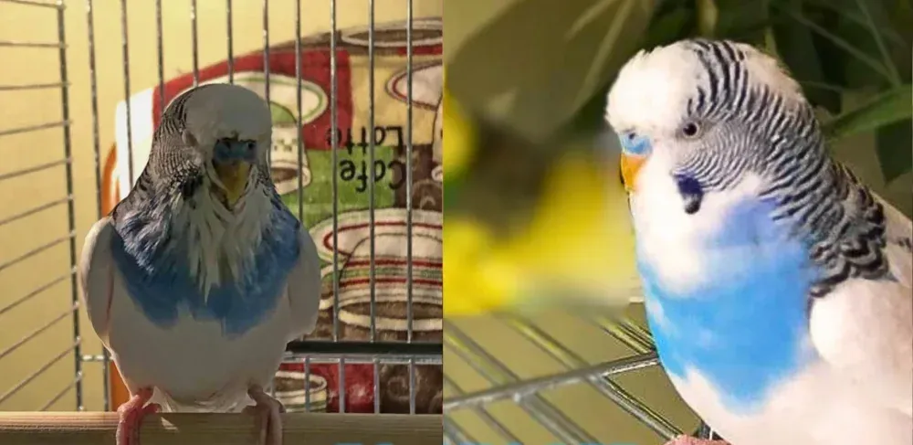 Budgerigar before and after treatment