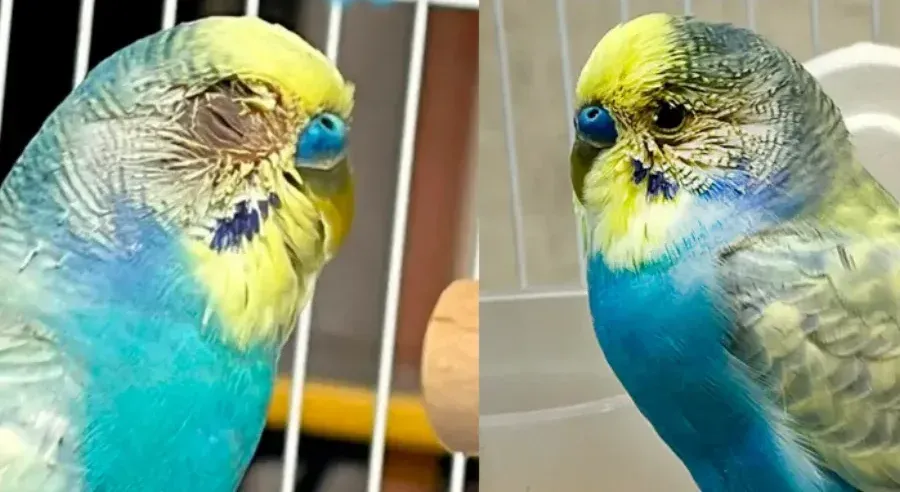 Budgerigar with changes around the eye