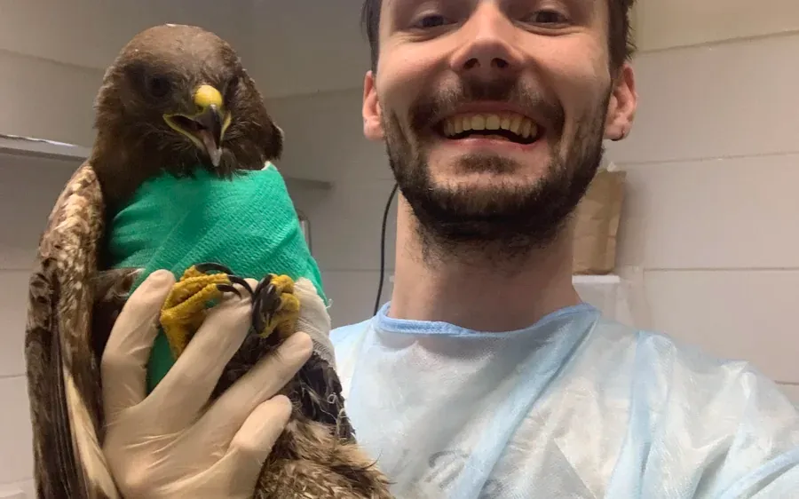 Found wild bird being assessed