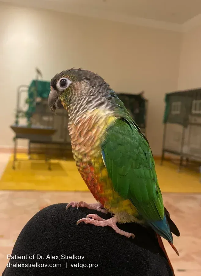 Jose the conure after treatment
