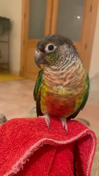 Jose the conure before treatment