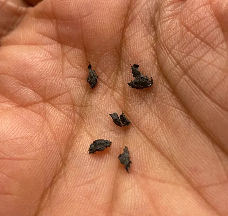 Plastic fragments identified in Jose's case