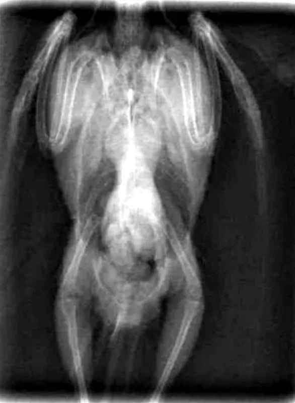 Radiograph from Jose's case