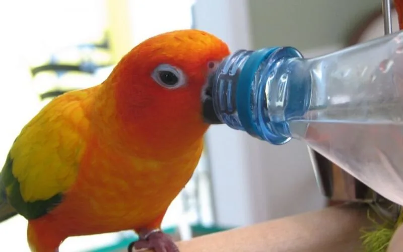 Sun conure drinking water at home