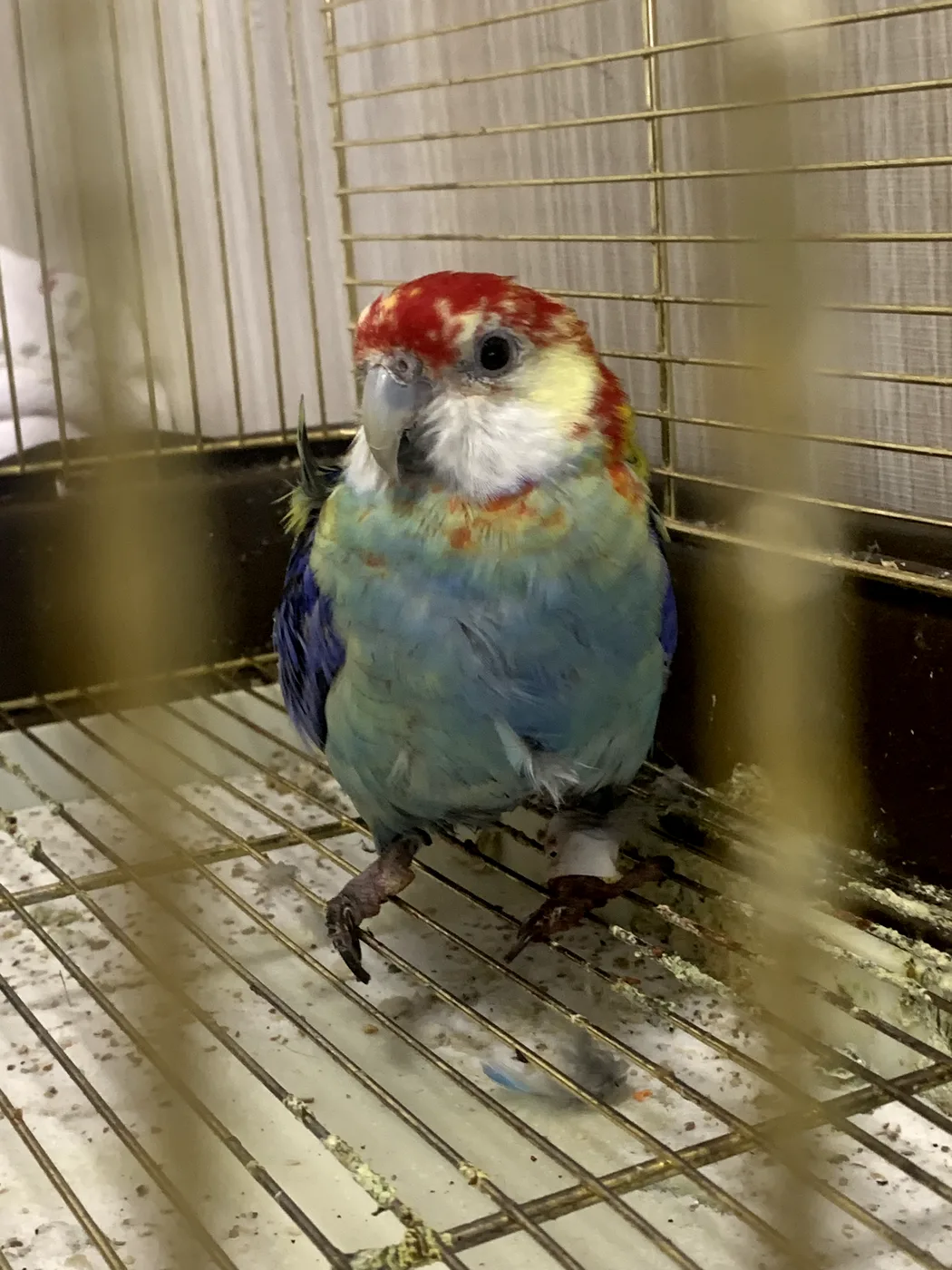 Rosella photographed clearly for remote assessment