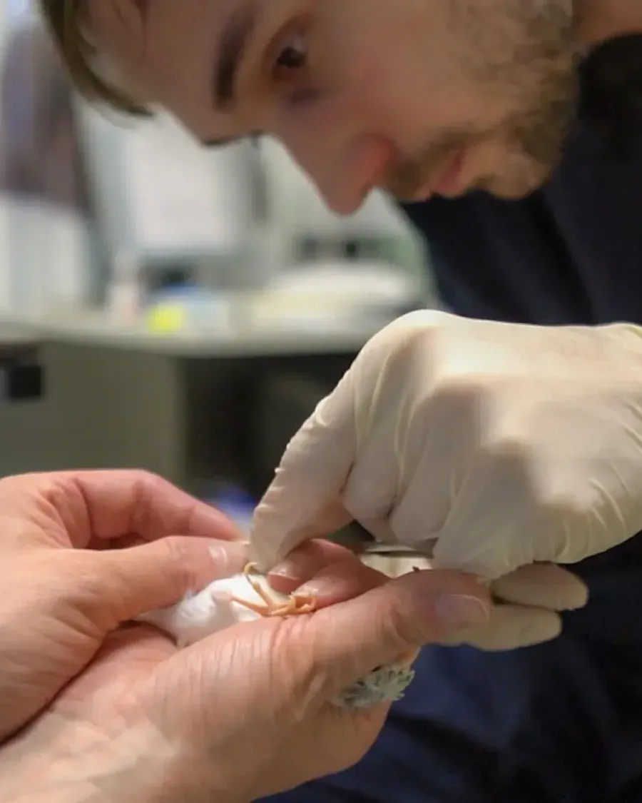 Dr. Alex Strelkov examining the foot of a small bird in gloved hands