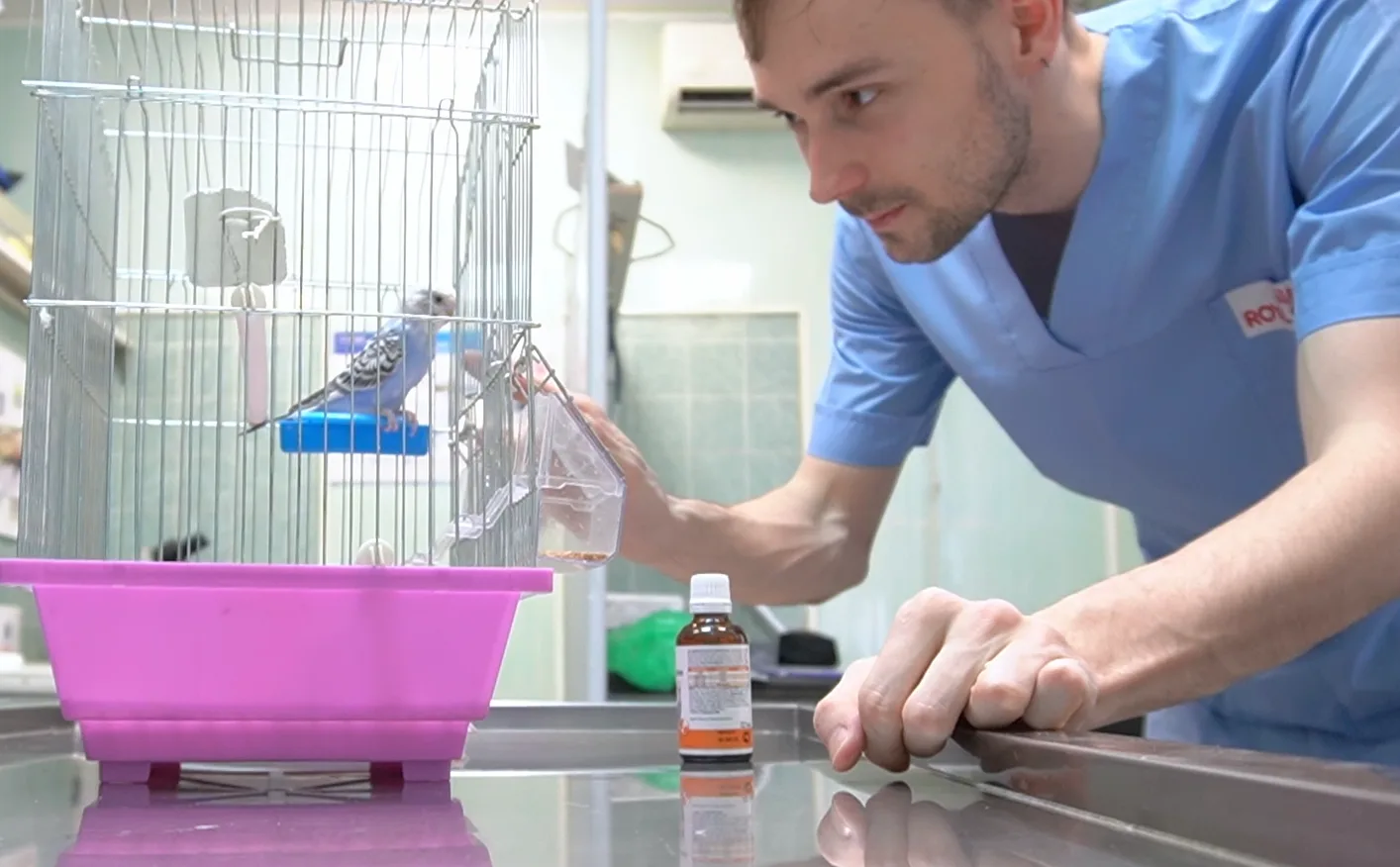 Dr. Alex Strelkov examining a budgerigar in its cage
