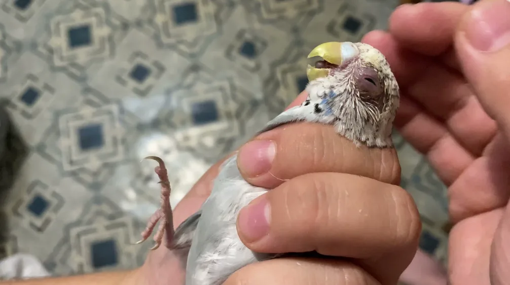 A budgerigar held gently for a close examination of its eye and beak