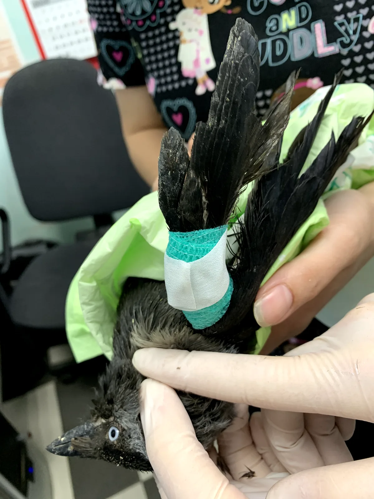 Veterinary staff examining the wing of a dark wild bird