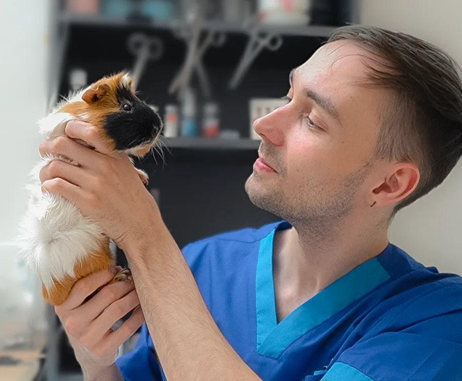 Dr. Strelkov holding a tricolor guinea pig at eye level