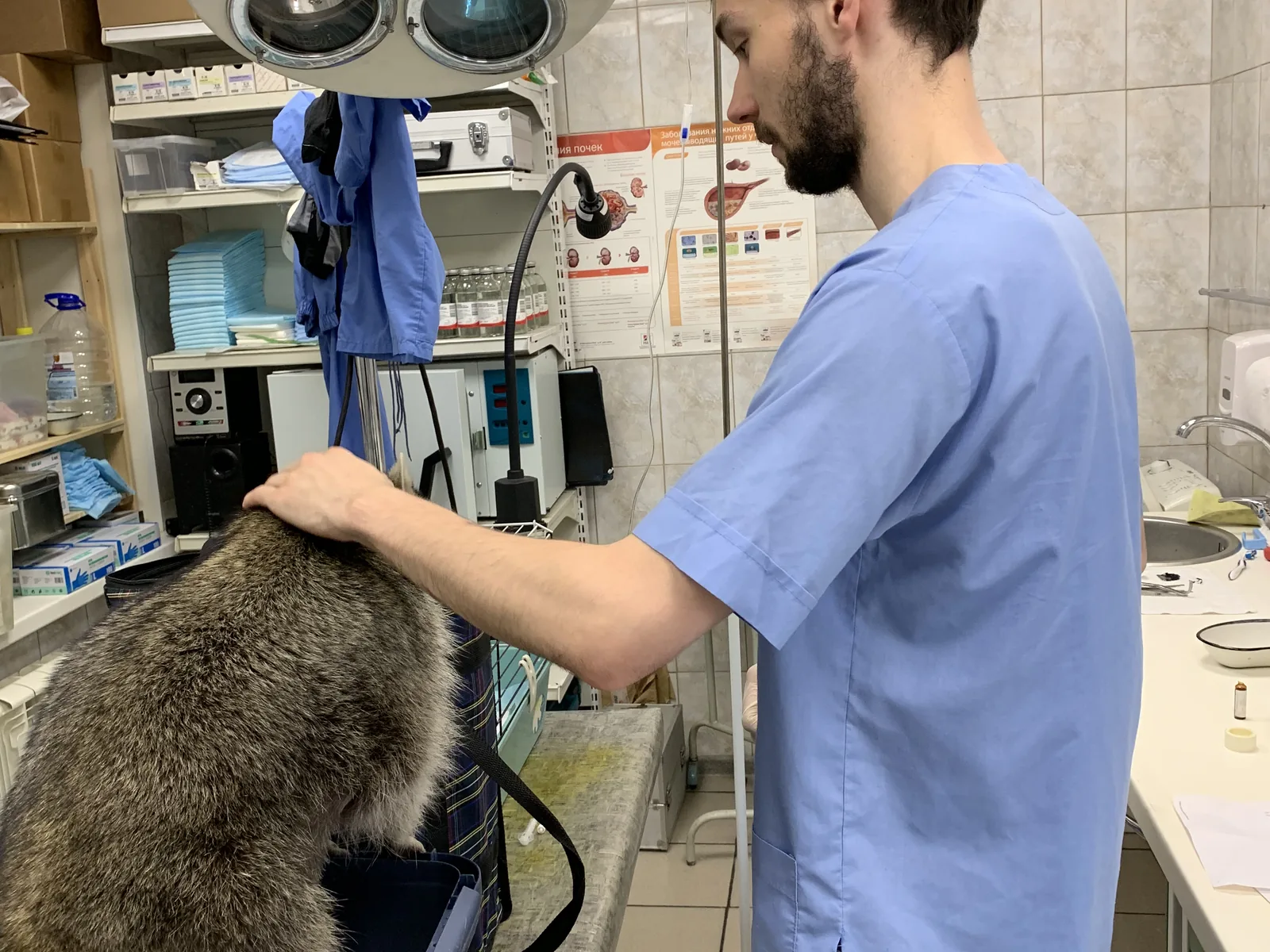 Dr. Alex Strelkov examining a cat on the clinic table