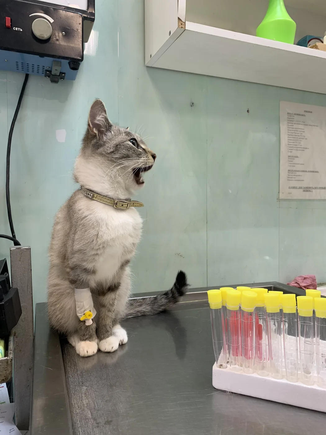 Cat with an intravenous catheter beside a rack of blood collection tubes