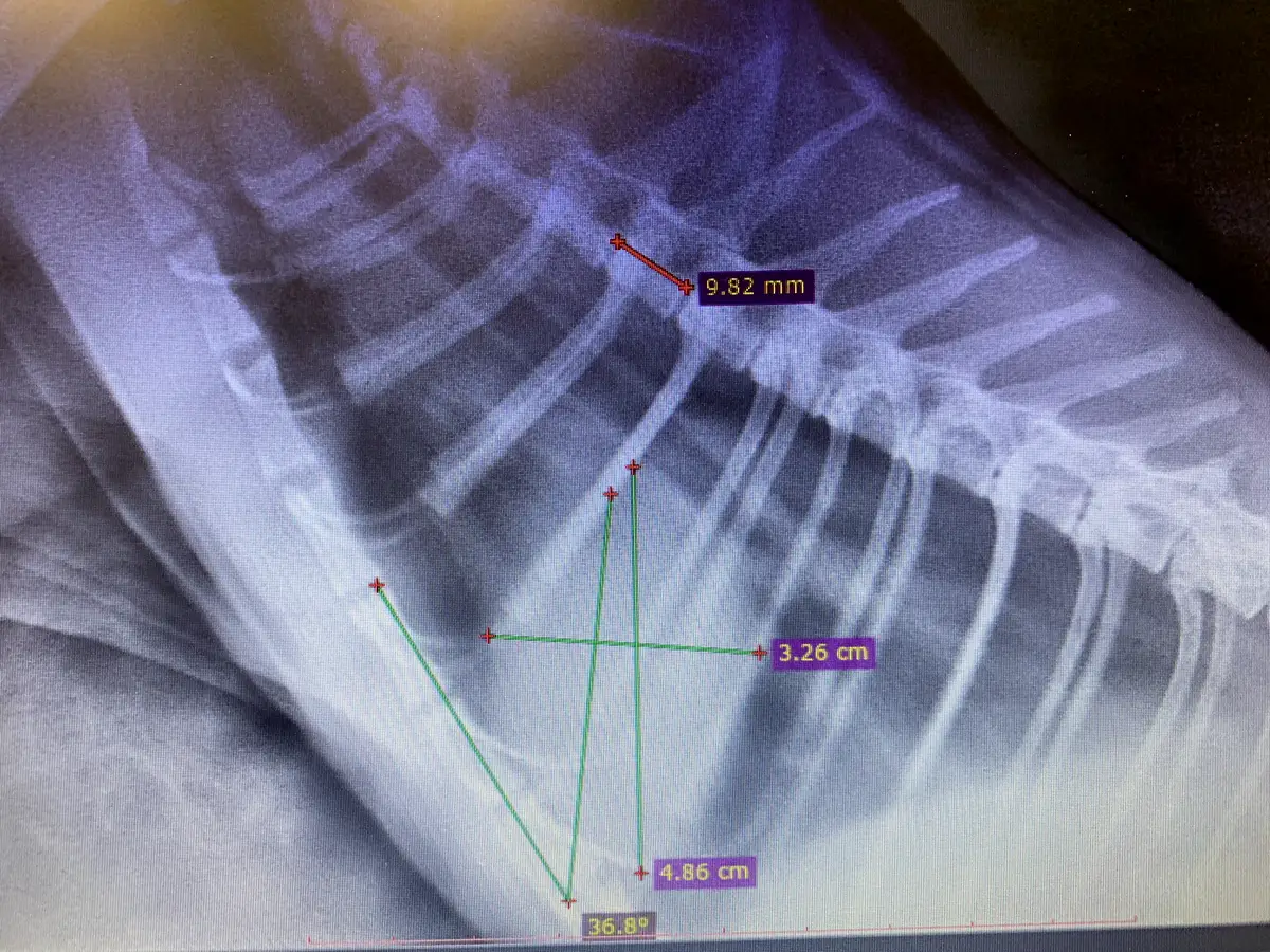 Thoracic radiograph with measurements drawn over the image on a clinic monitor
