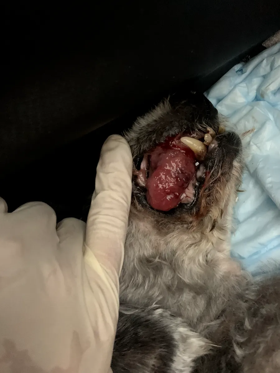 Large oral mass in a dog's mouth during a veterinary examination